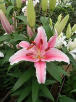 [5319 Piston Cup VWS No02.JPG]